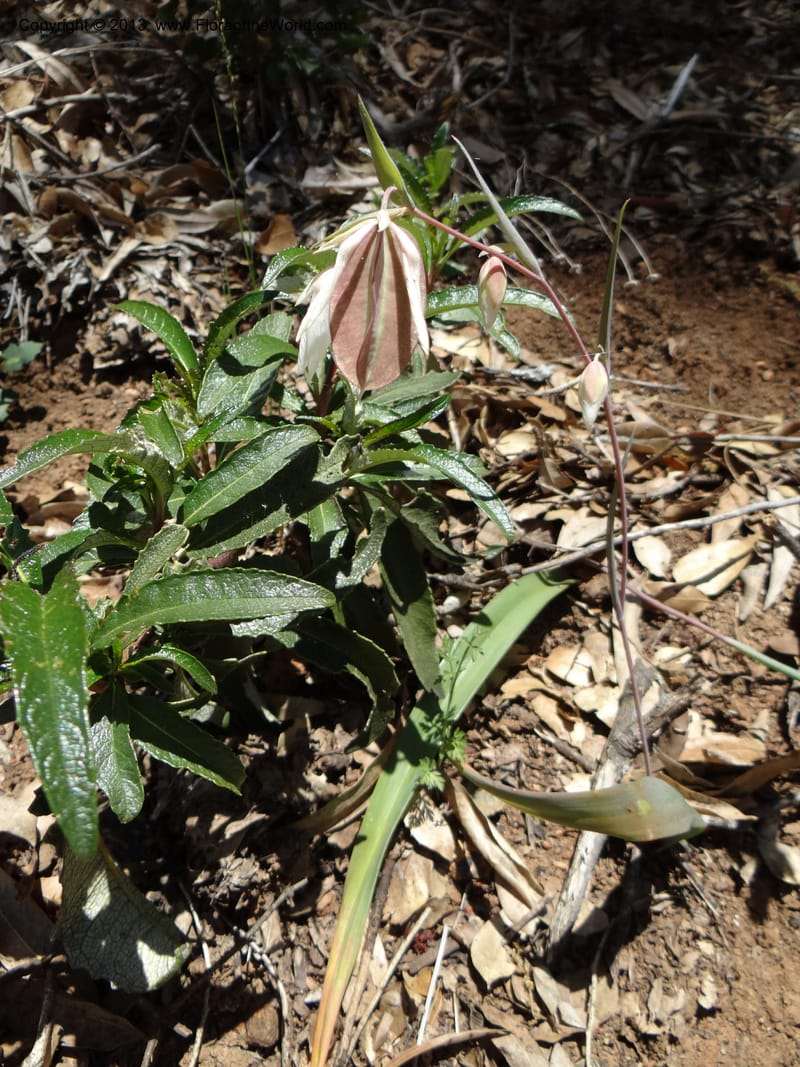Calochortus albus, Davidson, C 12137--Calif. Nevada Co. 19 Apr 2013.  (3).JPG