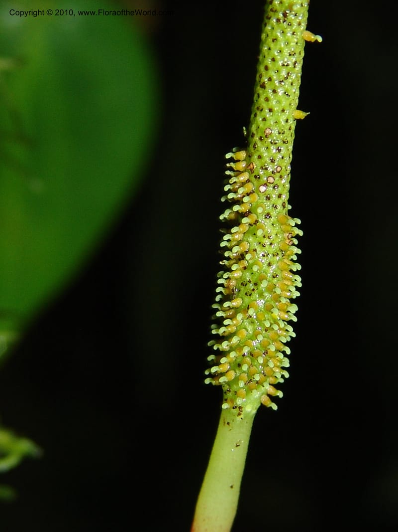 Peperomia, Croat 95716--Ecuador. Maquipucuna Biol. Res. Send. Princip. 11 Mar 06. 107 (3).jpg