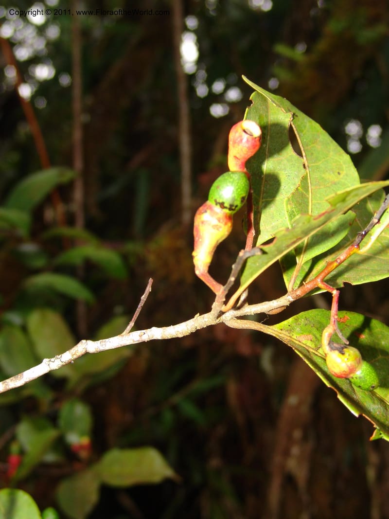 Ocotea, RVasquez31542--Peru. Prov. Oxa. Estac. Paujil. Send. El Mirador. 16 Oct 06. 184.jpg