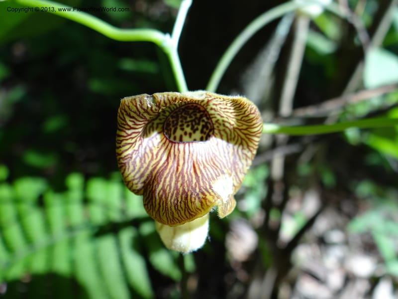 Aristolochia, Li Pan 1205292--China. Zhejiang Prov. Tian Mu Shan. 29 May 2012. DSC00348 (148).JPG