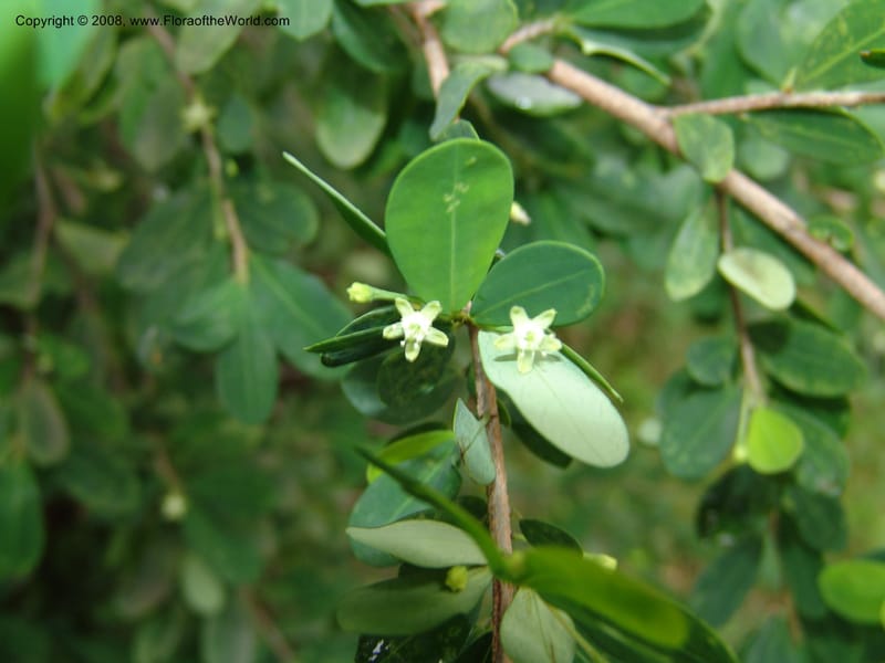 Erythroxylum delagoense--So. Africa. Lowveld Nat. Bot. Gard. 14 Mch 05. 515.jpg