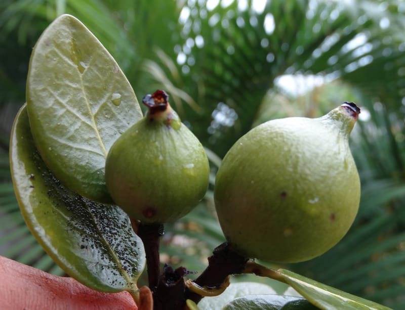 Atractocarpus, Lowry, P 7408A--New Caledonia. Plateau de Tiea. 18 Nov 2015. DSC03758 (53).JPG