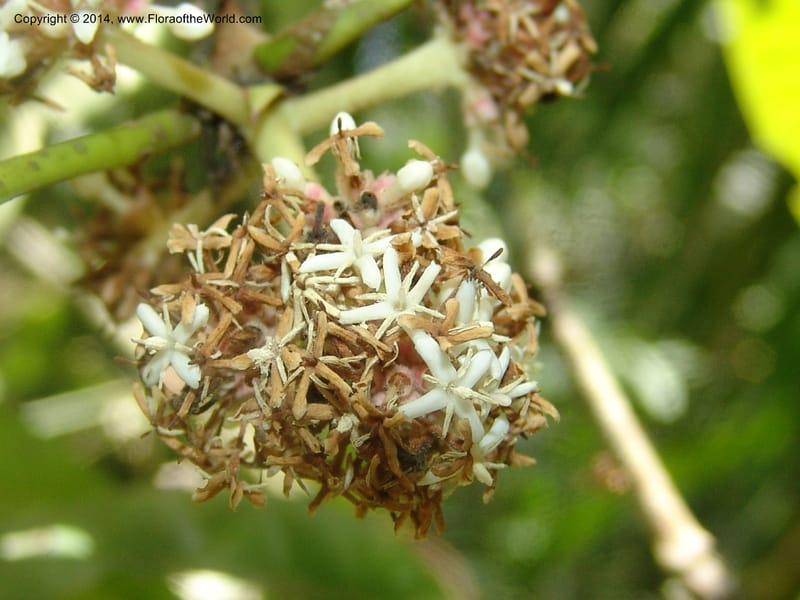 Ixora peruviana, Farfan 735--Peru. Edo. Madre de Dios. Reserva Amazonica. Trail B. 20 Oct 05. 012 (5).jpg