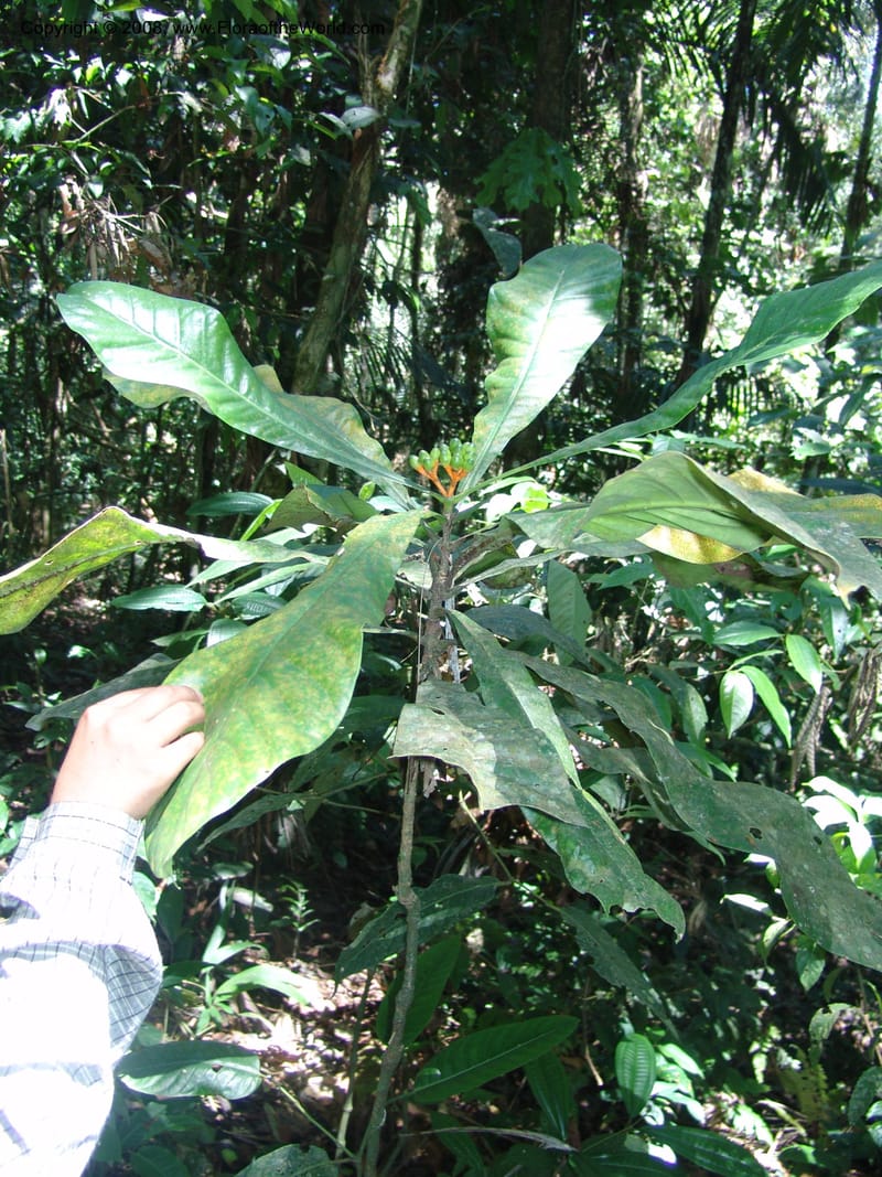 Potalia amara, AAraujoM1549--Bolivia. Pq. Nac. Madidi. Chalalan. Sendero Wichi. 25 Nov 04. 051.jpg