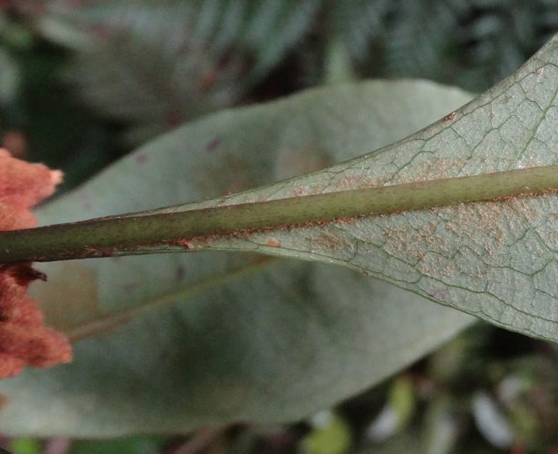 Pittosporum, Bruy, D 117--New Caledonia. Haute Robinson. 11 Nov. 2015. DSC00909 (183).JPG