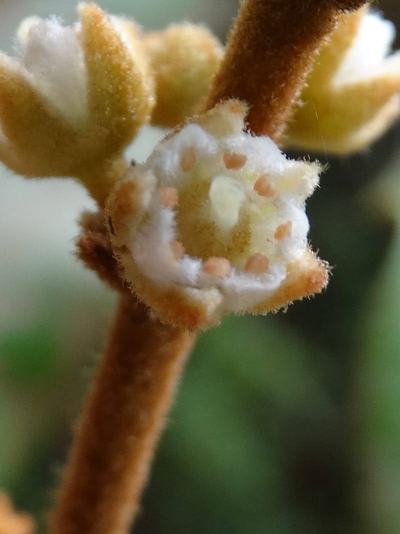 Storthocalyx sordidus, Callmander, M 1230--New Caledonia. Haute Robinson. 11 Nov. 2015. DSC00909 (84).JPG