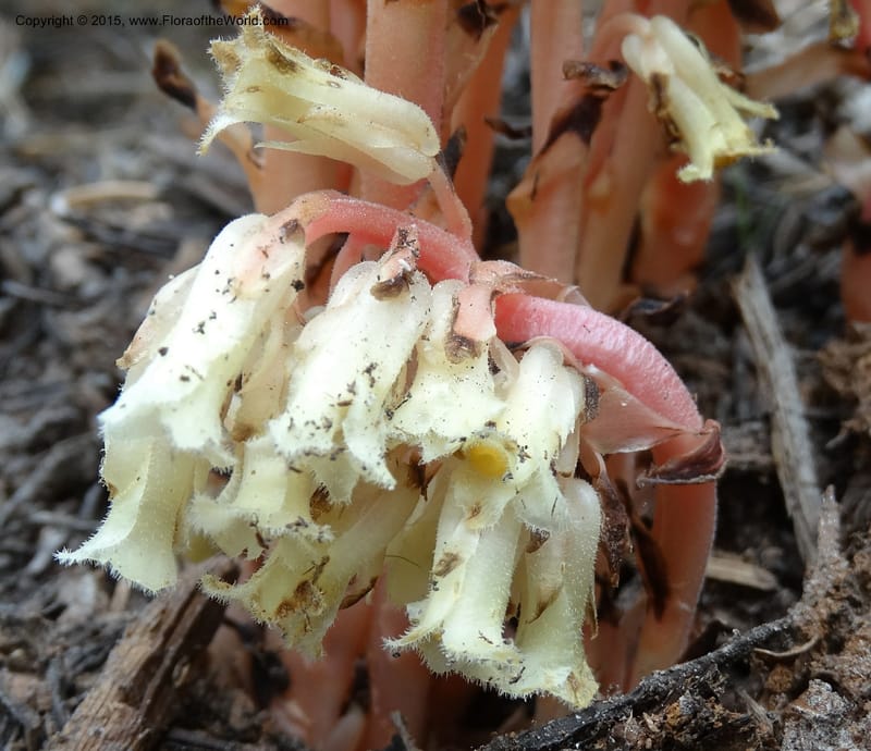 Monotropa hypopitys, Davidson, C 12626--ID. Idaho Co. S of Steamboat Summit. 5 Aug 2014. DSC00156 (158).JPG