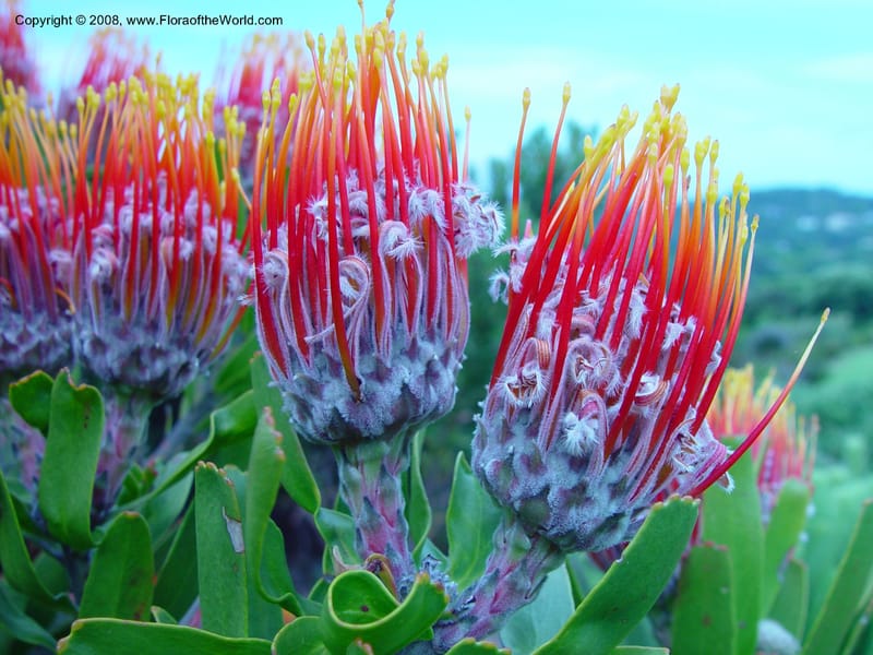 Leucospermum--So. Africa. Cape Province. Kirstenbosch Bot. Gard. 20 Nov 02. 058.jpg