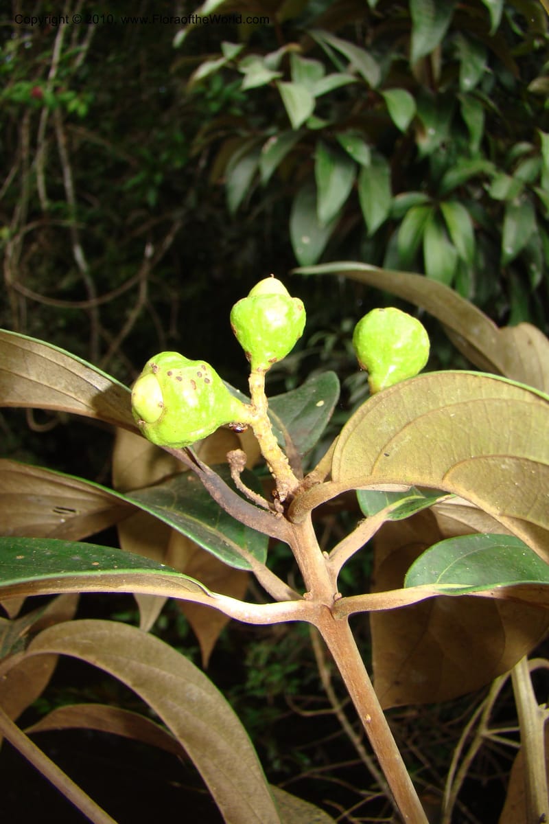 Nectandra, Vasquez 34819--Peru. Loreto. Dist. Nauta. Qbda Nawapa, Rio Tigre. 11 Nov 08. 357 (1).jpg