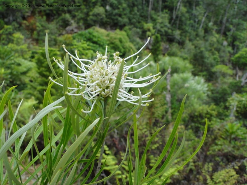 Grevillea exul, M. Callmander 809--New Caledonia. Mont Dore. 20 Jan 2010. 1361 (10).JPG