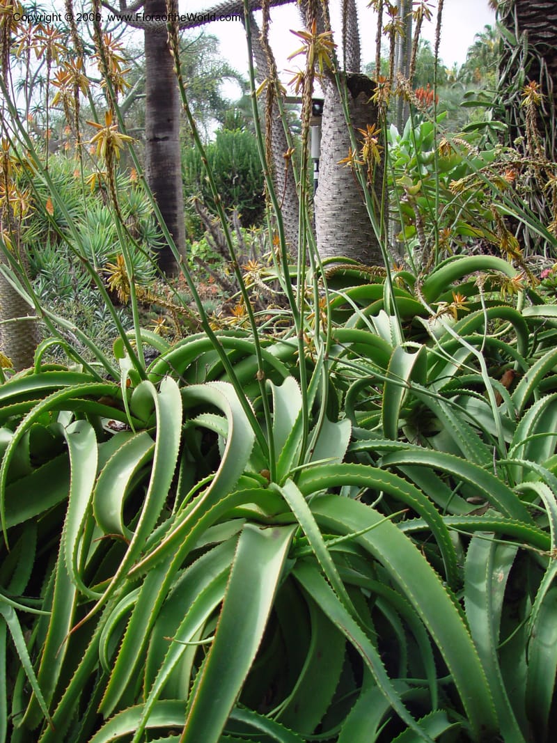 Aloe vanbalenii, 59629--CA. Huntington Bot. Gard. 14 Feb 03. 055.jpg