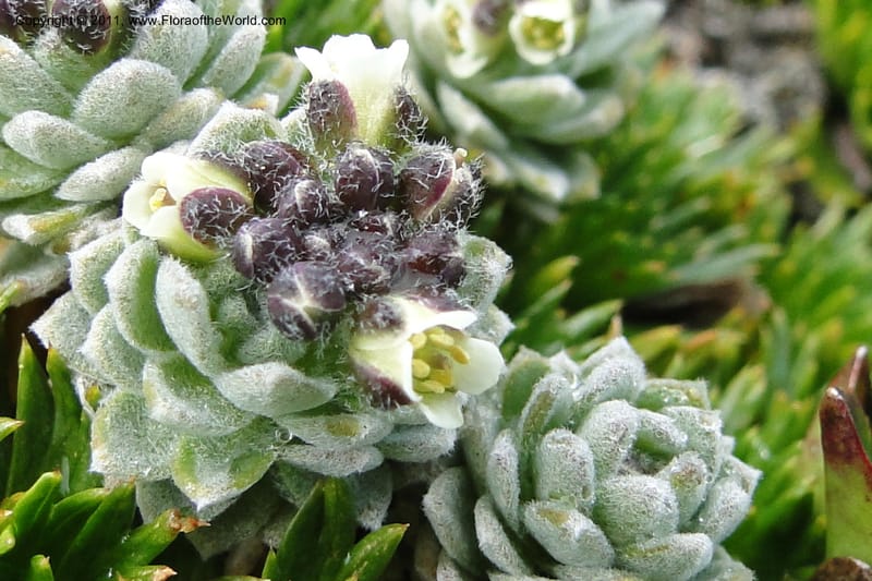 Draba, Ulloa 2022--Ecuador. Napo. Volcan Antesana. 2 Jun 2011. 206 (2).jpg