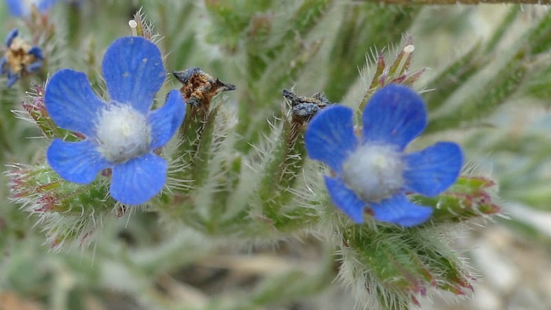 Anchusa italica, 6.1--Iraq. Kurdistan. Shakh-i Sakran. 19 June 2010. 105 (4).jpg