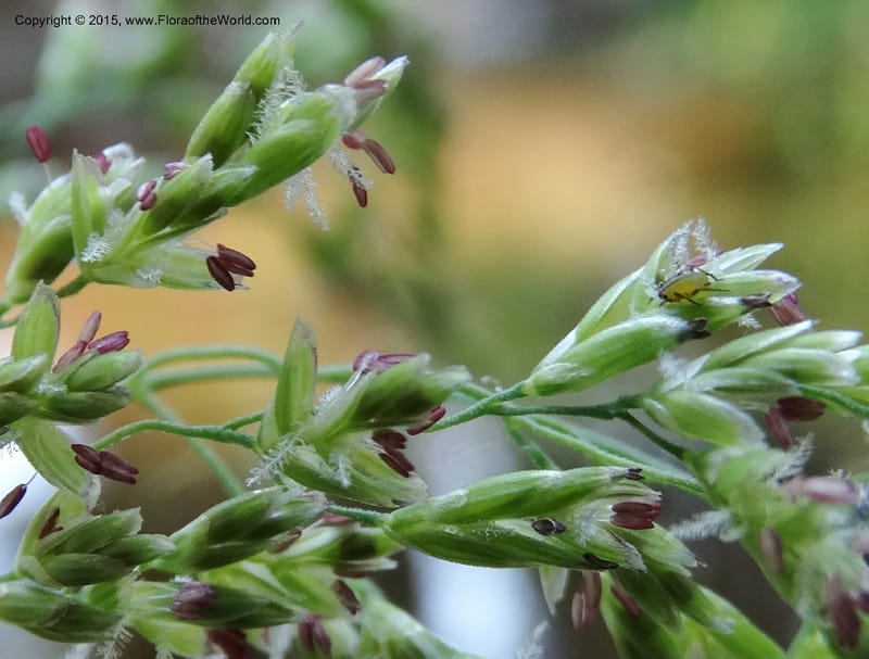 Torreyochloa pallida var. pauciflora, Davidson, C 12609--Idaho. Valley Co. Payette Lake. Sylvan Cr. 20 Jul 2014. DSC00669 (65).JPG