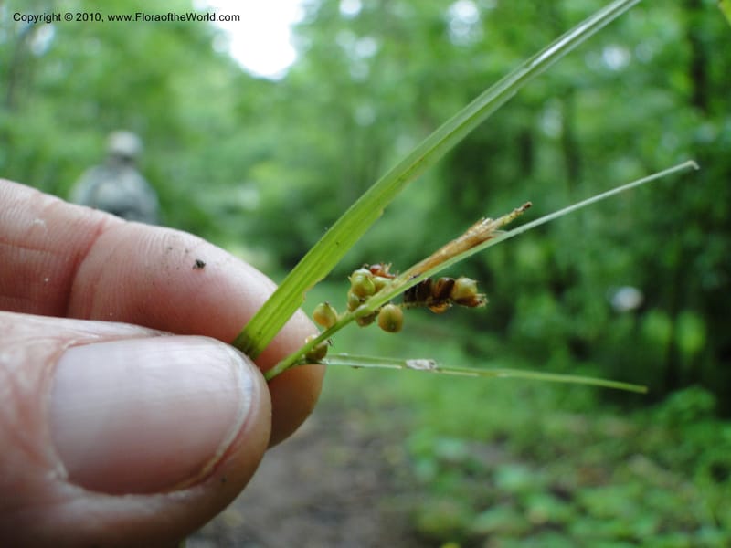 Carex caroliniana, Mori, S 27440, USA, North Carolina, Wake Co., Boyce Bridge Rd, 25 May 2010 (23).JPG