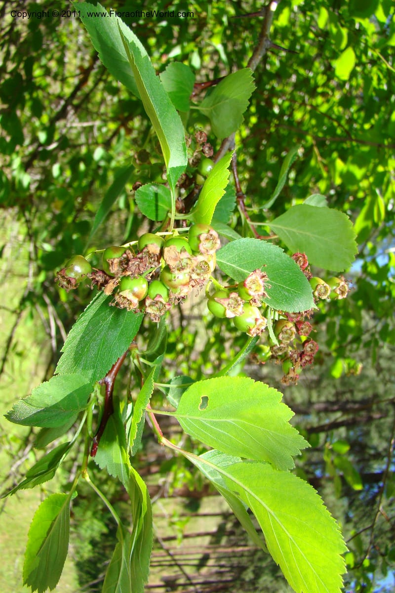 Crataegus douglasii, C. Davidson 11396--Idaho. Idaho Co. Salmon River. Shepp Ranch. 28 May 2009. 086.jpg