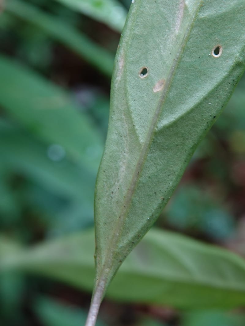 Polygala karensium, D. Boufford 44124--China. Yunnan. Da Wei Shan. 2 May 2018. DSC01093 (17).JPG