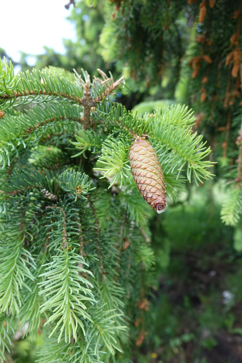 Picea abies, Not coll.--Switzerland. Col de Marchairuz. Simeon. 29 Jun 2016. DSC06067 (54).JPG