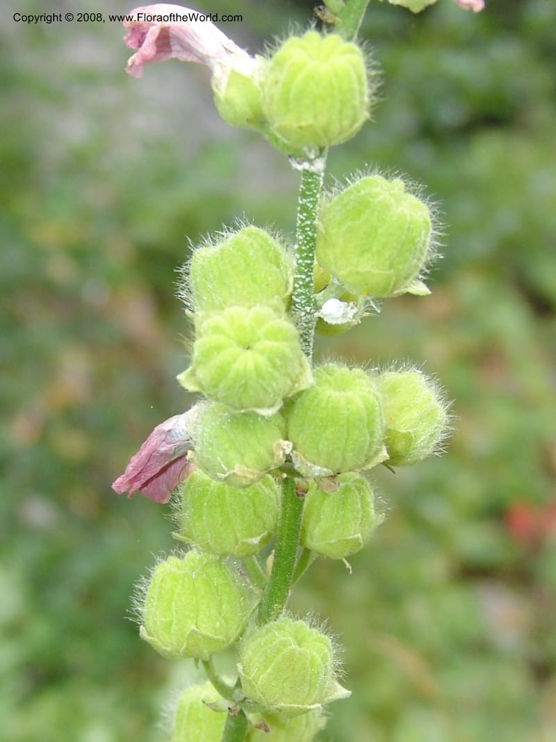 Sphaeralcea rivularis, CDavidson11116--ID. Adams Co. For. Serv. Rd. 453, to Goose Lk. 20 Jul 07. 172.jpg