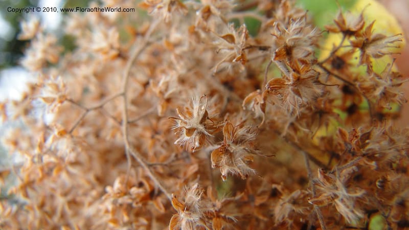 Holodiscus discolor, C. Davidson 11817--OR. Hood River Co. Old Dalles Rd., 2 mi E of E. Side Dr. 10 Sep 10. 001 (142).jpg