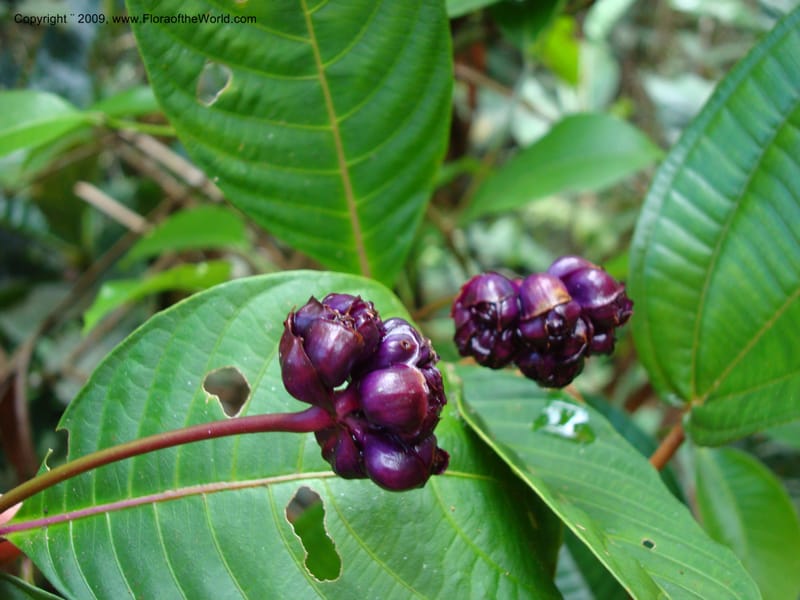 Psychotria oinochrophylla, D. Neill 15935--Ecuador.Prov.ZamoraC.WawaimePlotEcuacorriente 22 Sep 2007 063 (8).jpg