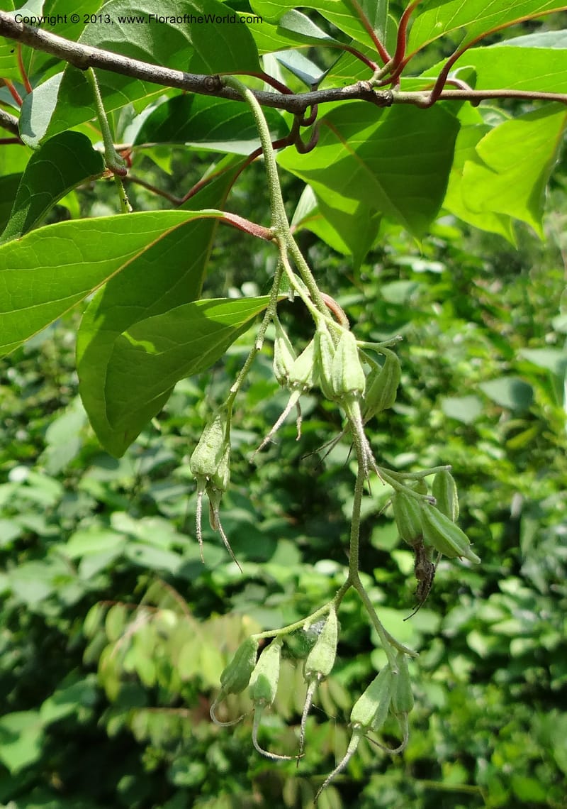 Pterostyrax corymbosus, Li Pan 1205274--China. Zhejiang Prov. Shunxi Village. 28 May 2012. DSC00347 (176).JPG