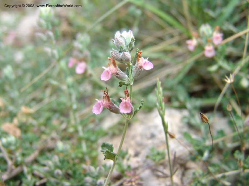 Teucrium divaricatum--Crete. Ep. Kisamos. Sirikari Gorge. 25 May 05. 258.jpg