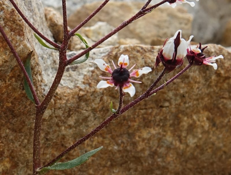 Micranthes melanocentra, C. Davidson 13795--China. Sichuan. Zhe Duo Shan. 17 Aug 2017. DSC06717 (207).JPG