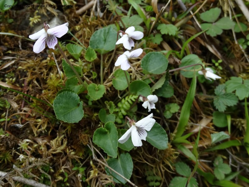 Viola, Boufford, D 43644--China. Sichuan. XiaYingShan to XiangZhai. 10 May 2014. DSC05109 (226).JPG