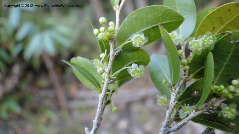 Ilex mitis, N. Manjato 190--Madagascar. E of Ambositra toward Antoetra. 2 May 2010 425 (9).jpg