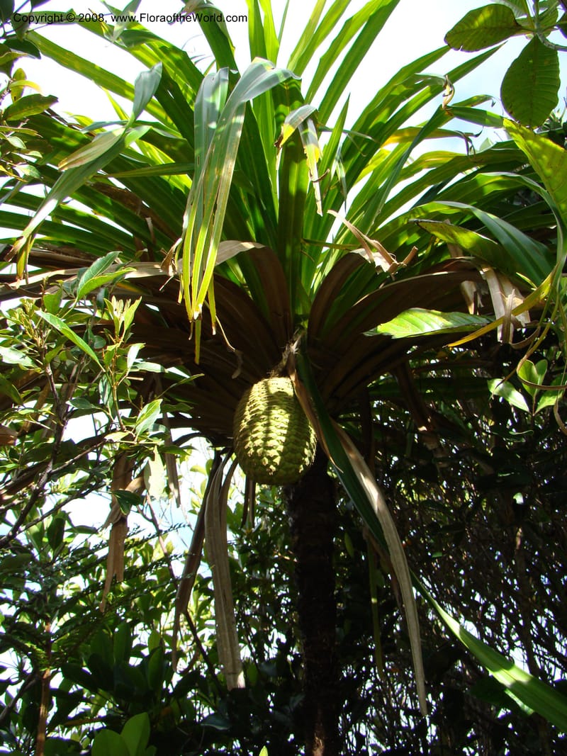 Pandanus, JMunzinger4761--New Caledonia. Mandjelia. 13 Nov 07. 103.jpg