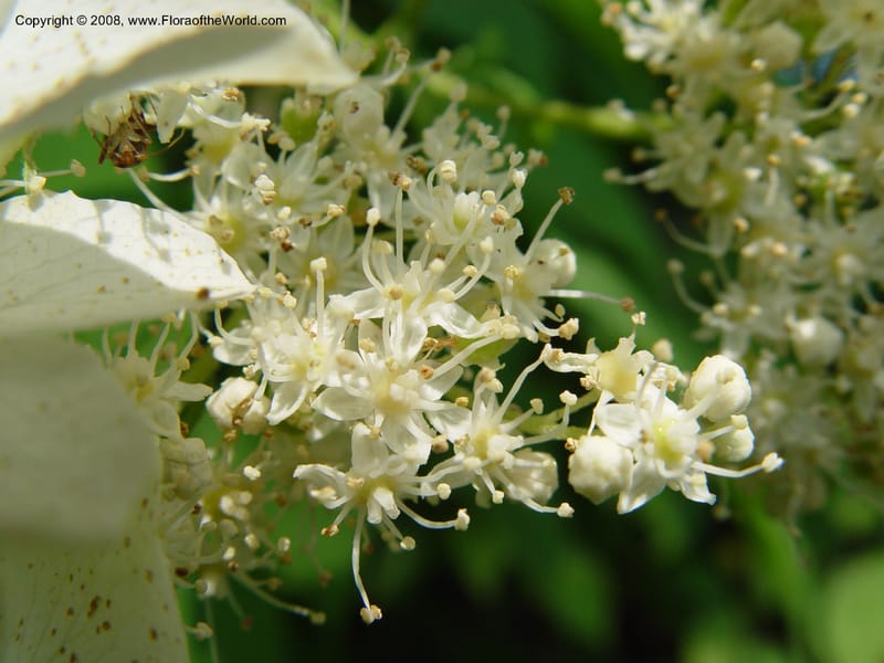 Hydrangea macrophylla, v. serrata, 1109-82-A--MA. Arnold Arbor. 30 Jun 03. 001.jpg