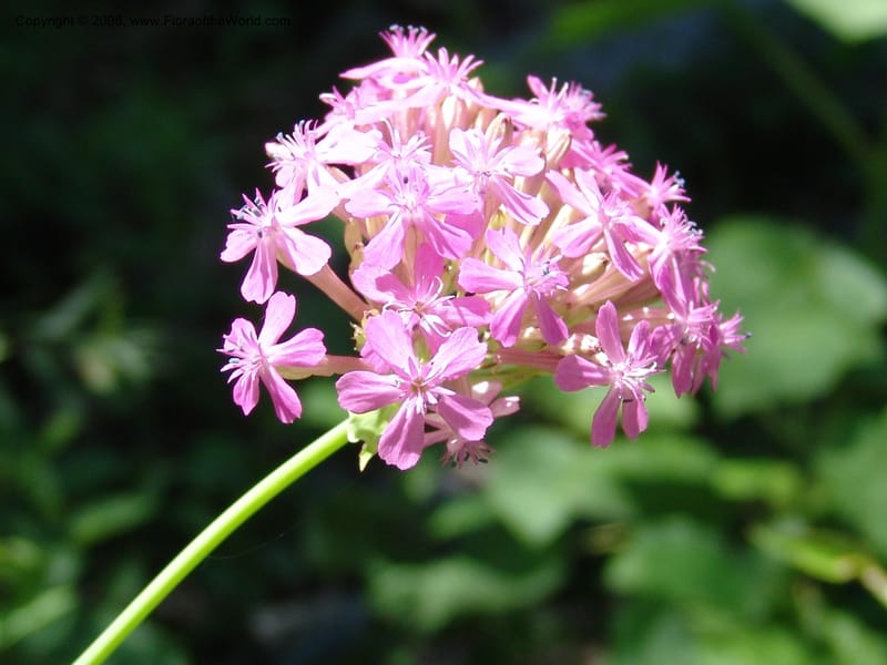 Silene compacta--Georgia. Lagodekhi  Forest Reserve. 11 Jun 05. 104.jpg