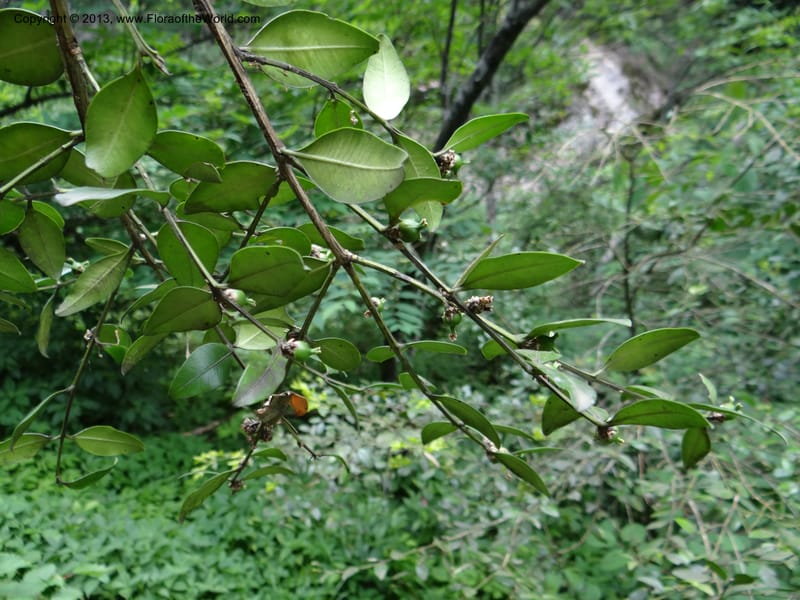 Buxus sinica var. aemulans, Davidson, C 12044--China. Anhui Prov. Huang Shan. 8 Jun 2012. DSC02431 (160).JPG