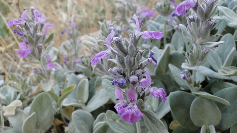 Stachys, A. G. Miller 142.5--Iraq. Kurdistan. Shakh-i Pira Magrun. Zewiya. 12 June 2010. 192 (3).jpg