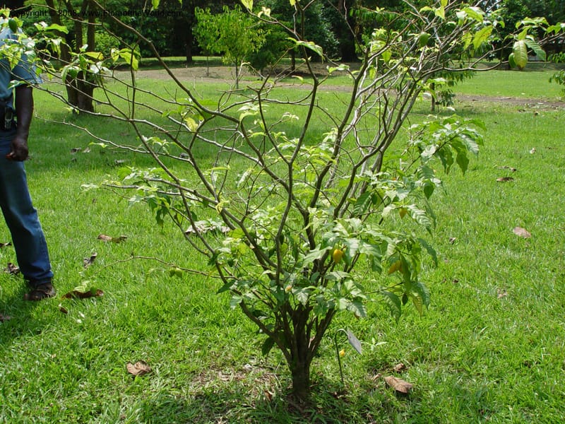 Tabernanthe iboga--Cameroon. Limbe Botanic Garden. 4 Dec 03. 171.jpg
