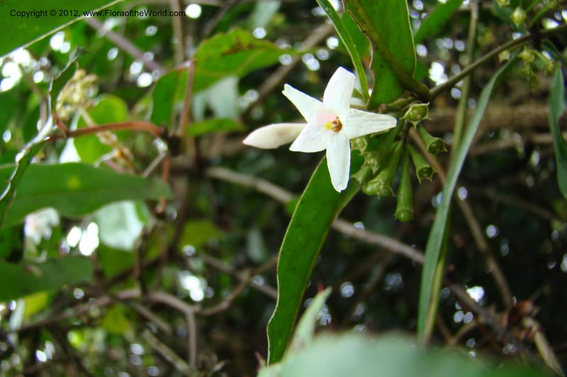 Jasminum, Regalado 1631--Viet Nam. Lao Cai Prov. Sa Pa Distr. 2 km NW Thac Bac. 5 Apr 09 094.jpg