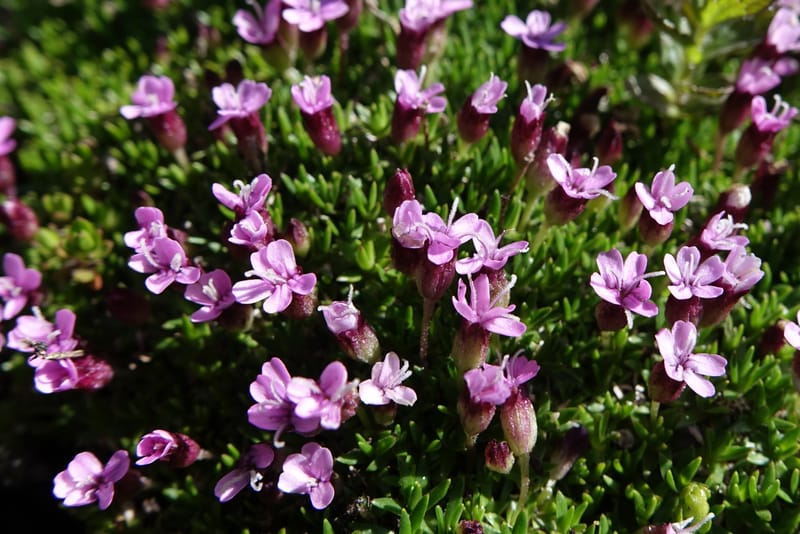 Silene exscapa, Callmander, M 1279--Switzerland. Furkapass. 1 Jul 2016. DSC06826 (164).JPG