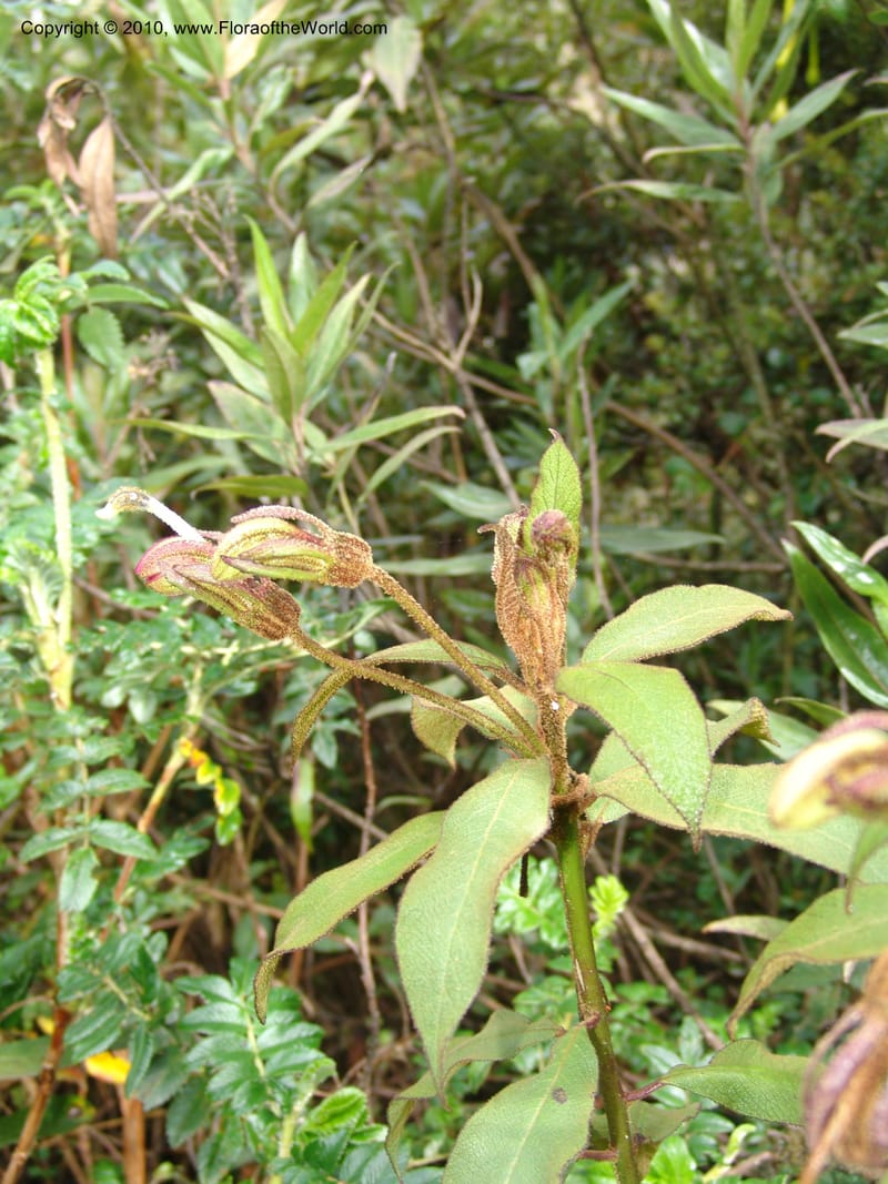 Siphocampylus, RVasquez32893--Peru. Prv Pauctb. Rd to Manu NP. 27 Oct 07. 163.jpg