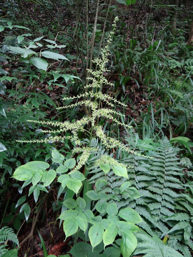 Astilbe grandis, Davidson, C 11953--China. Zhejiang Priv. Tian Mu Shan. 31 May 2012. DSC00927 (99).JPG