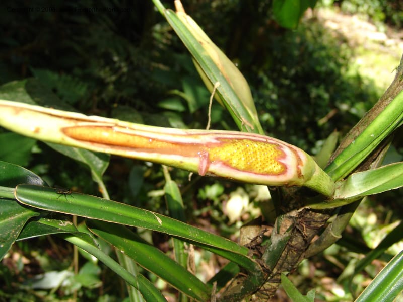 Philodendron, RVasquez33065--Peru. Pillcopata. Qbda Sachavacayoc. 29 Oct 07. 286.jpg