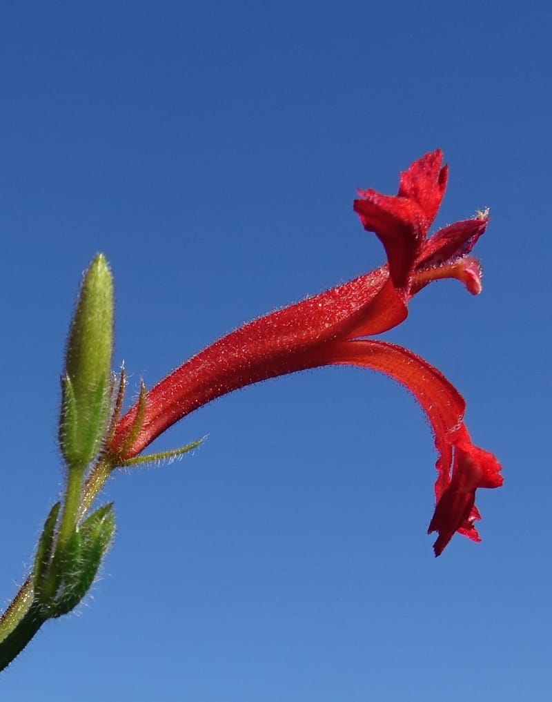 Leschenaultia hirsuta, Davidson, C 13418--Australia. W.A. Tootbardie Rd.-Coorow Rd. 23 Oct 2016. DSC04758 (15).JPG