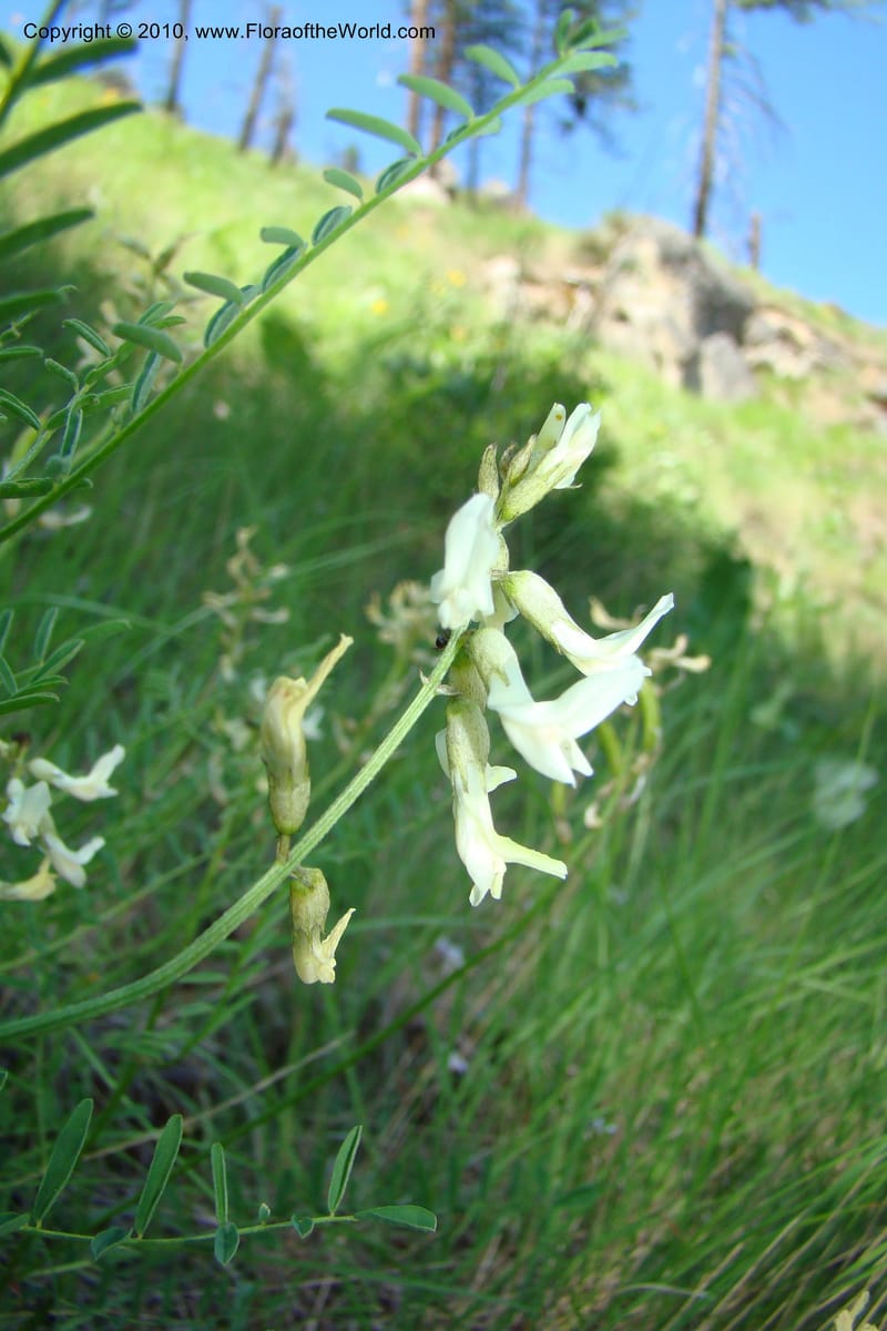 Astragalus stenophyllus, C. Davidson 11368--Idaho. Idaho Co. Salmon River. Polly Bemis Ranch. 27 May 2009. 177.jpg