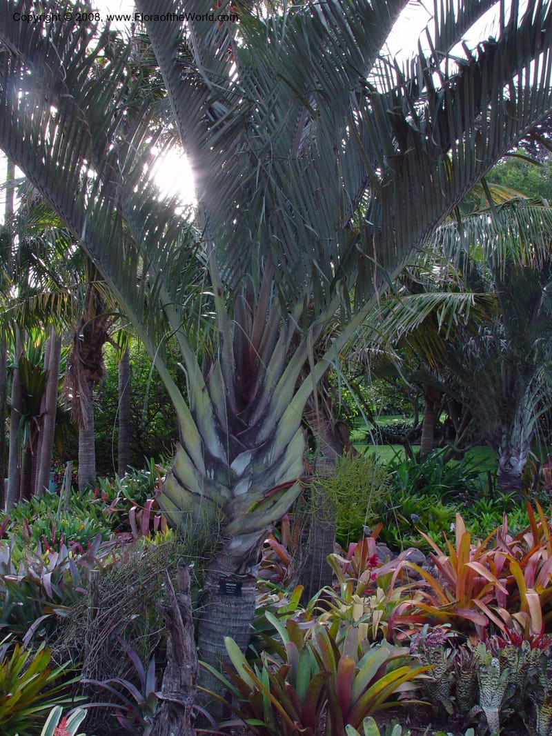 Dypsis decaryi--So. Africa. Durban Botanic Garden. 24 Nov 02. 028.jpg