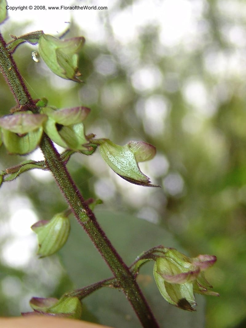 Plectranthus, RRanaivojaona1309--Madag. Prov. Fianar. Ranomafana Nat. Pk. 10 Jan 06. 174.jpg