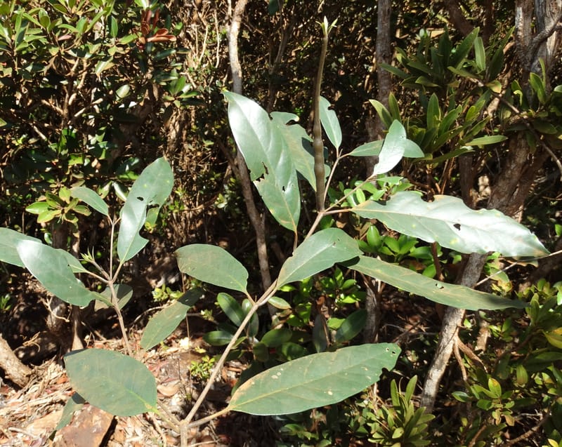Atractocarpus, Gildas no.--New Caledonia. PinPin. 20 Nov 2015. DSC03938 (570).JPG