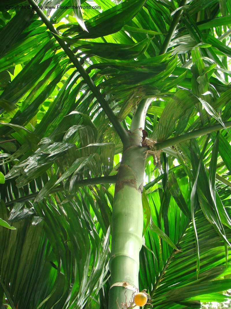 Areca catechu, 20041386B--Singapore Botanic Garden. 8-9 Mch 08. 084.jpg