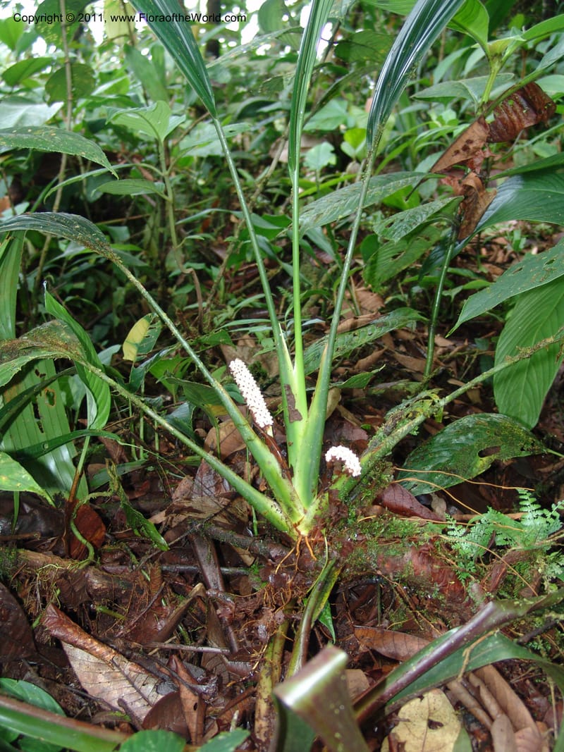 Sphaeradenia, Croat 95132--Ecuador. Prov. Esmeraldas. Alto Tambo. 21 Feb 05. 231 (5).jpg