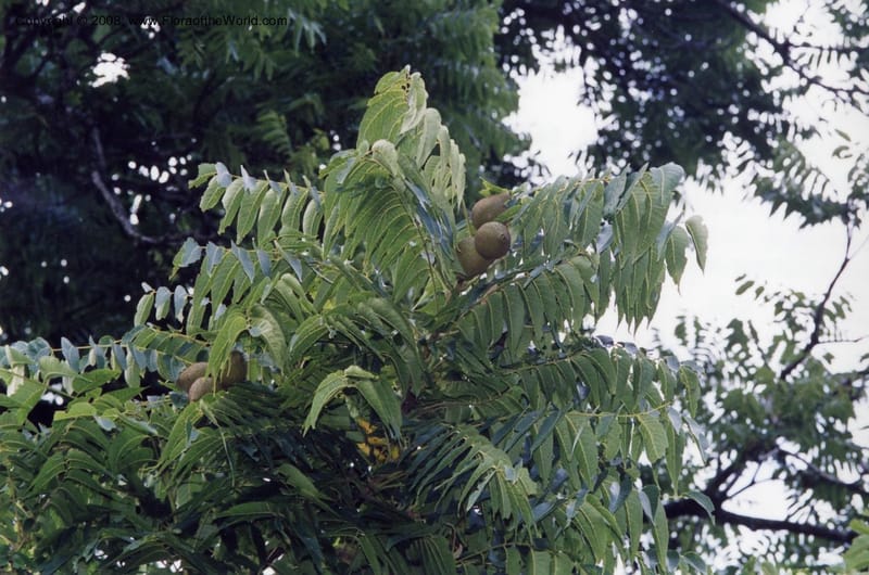 Juglans pyriformis, Rincon2450--MX. Veracruz. Volcan San Martin. 25 May 01. 003.jpg