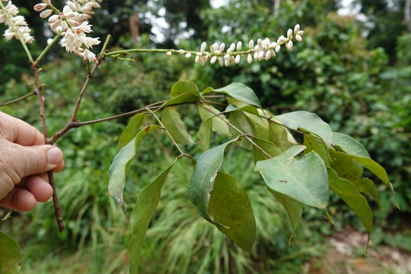 Stachyothyrsus staudtii, C. Davidson 14054--Gabon. Maboumine. 23 Oct 2019. DSC01631 (136).JPG